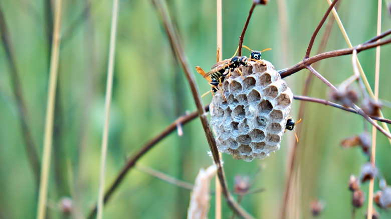 wasp nest on branches