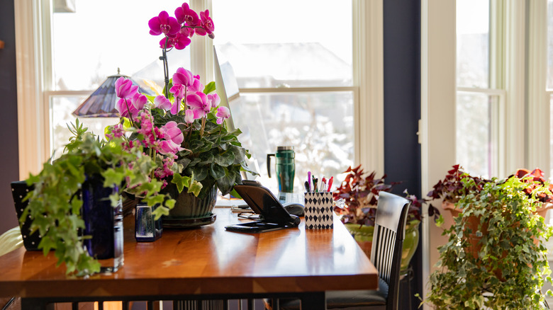 flowering houseplants in home office