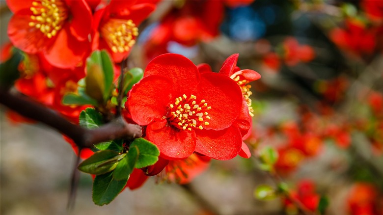 Red quince