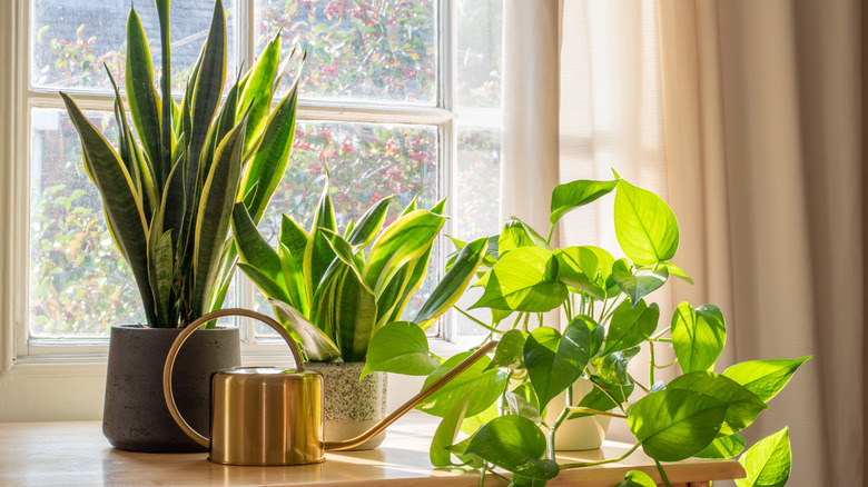 watering can and houseplants