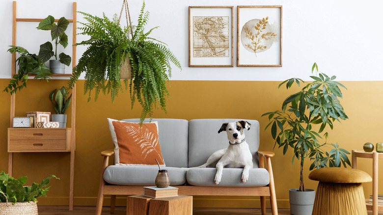 dog couch plants