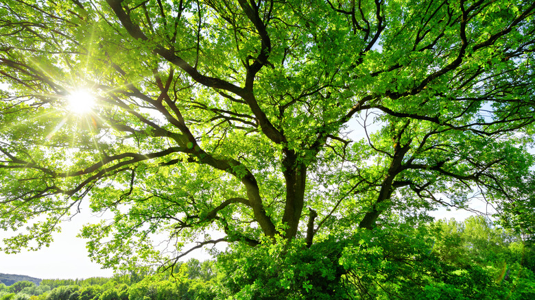 large green tree with sun