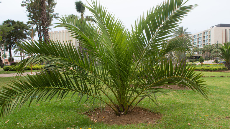 17 Small or Dwarf Palm Trees For Home Gardens