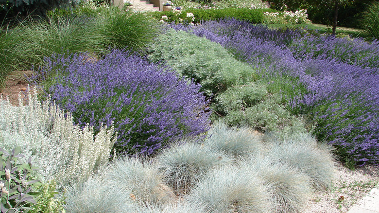 Xeriscaped garden with silver plants