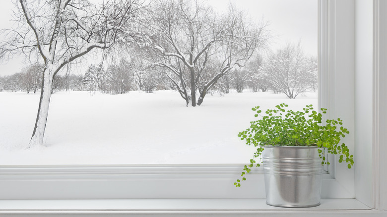 Indoor plant with snow outdoors