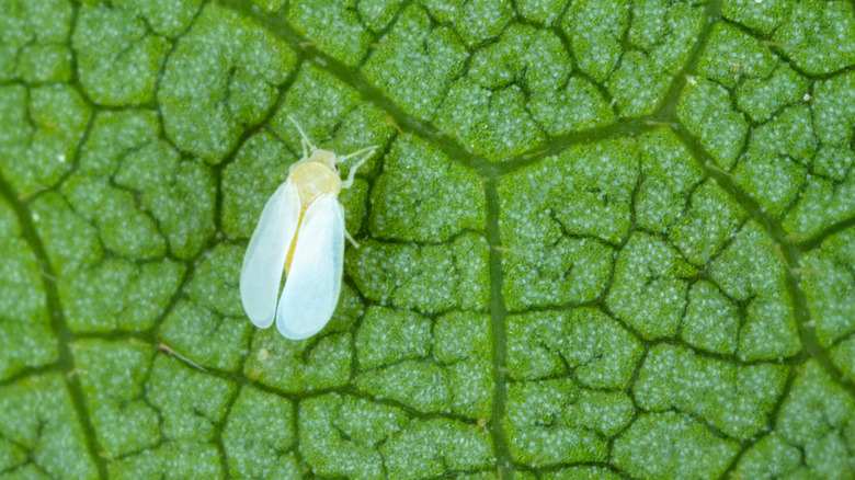 Whitefly on leaf