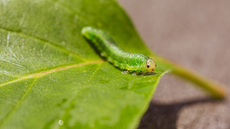 inchworm sitting on leaf