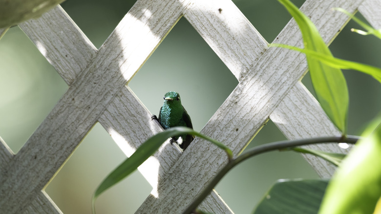 hummingbird on a lattice fence