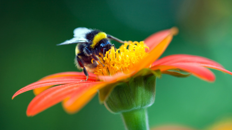 Bumble bee on flower