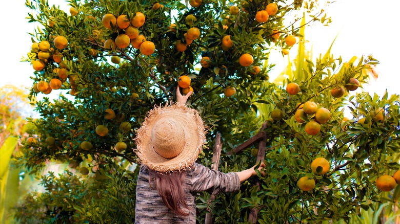 Woman picking citrus from a tree