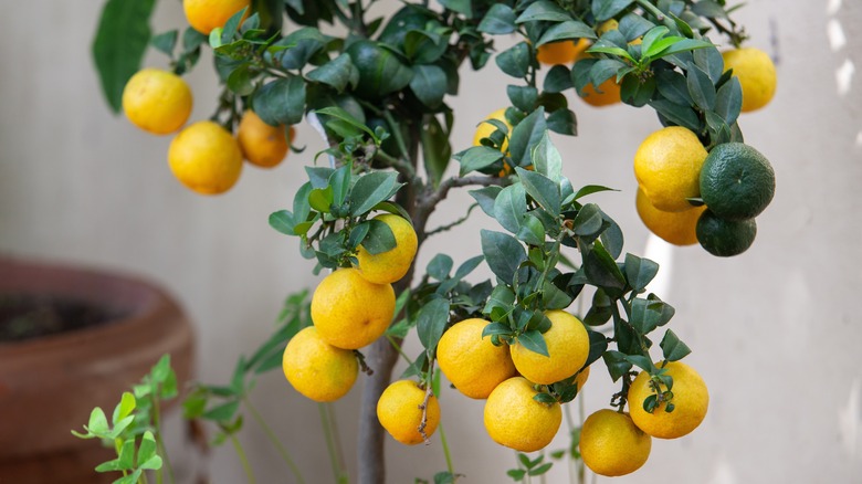Lemon fruits on plant