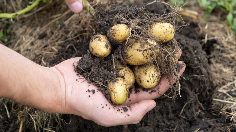 person holding new potatoes