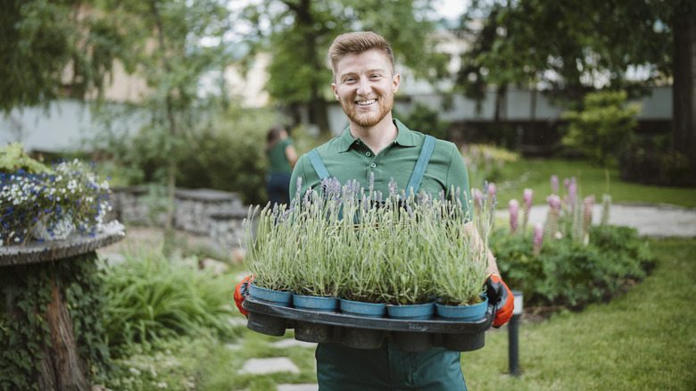 Man smiling holding lavender in garden