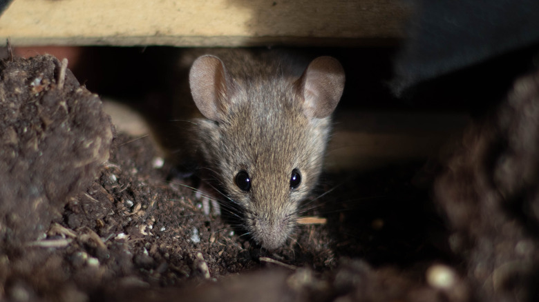 Mouse peeking out from under step