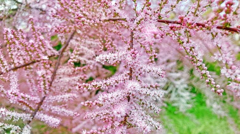 flowering tamarisk branches