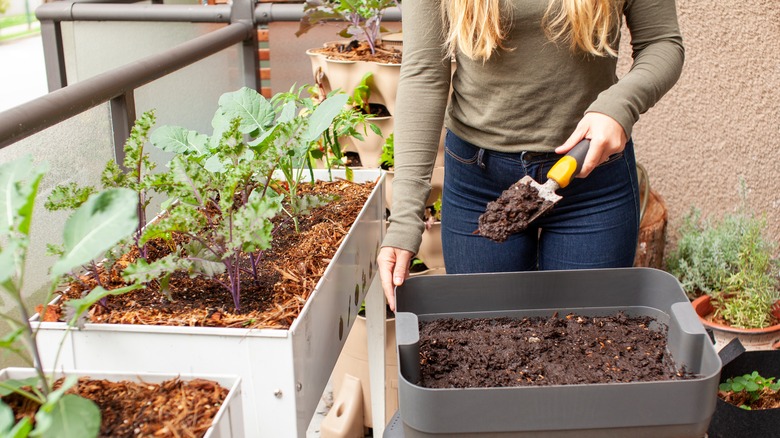 Woman shovels soil for raised garden bed