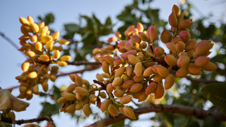 Ripe pistachios on a tree