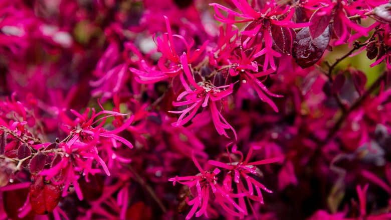 pink Chinese fringe flowers