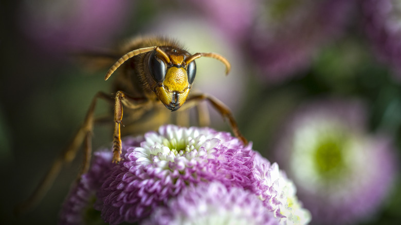 Asian hornet on flower