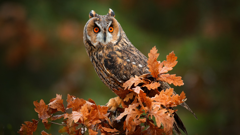 owl on branch with leaves