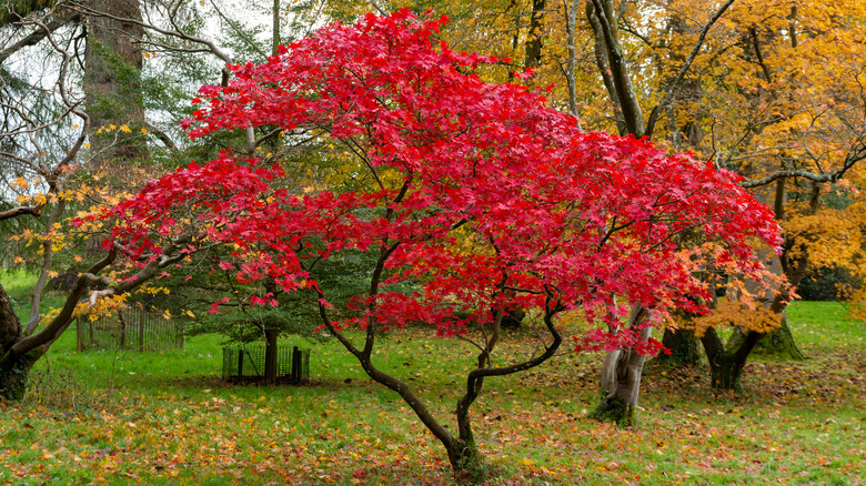 Japanese maple tree in fall