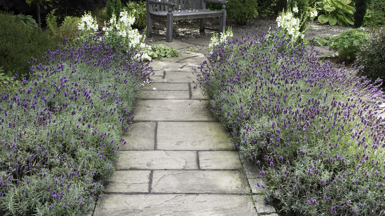 flowering lavender along garden path