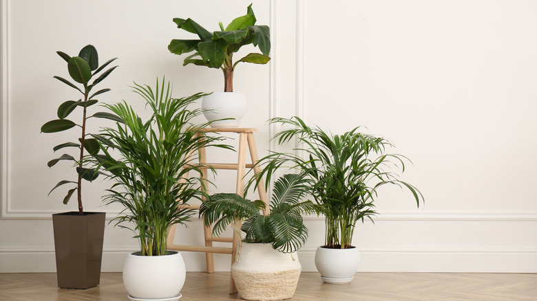 Guide to Incorporating Indoor Plants in Your Home Decor - Greentech  Interiors