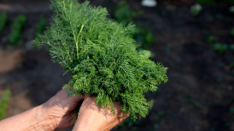 Person holding bunch of dill