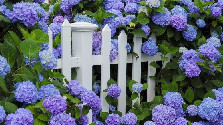 blue hydrangeas growing over fence