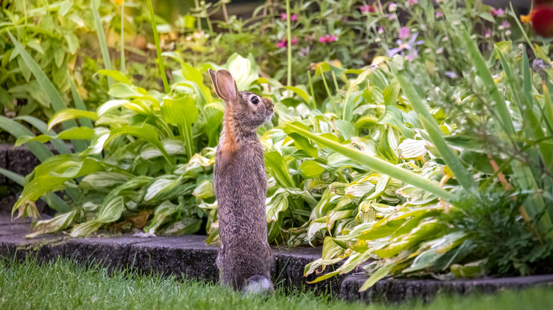 Bunny standing up in garden