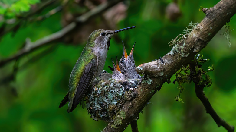 hummingbird feeds babies