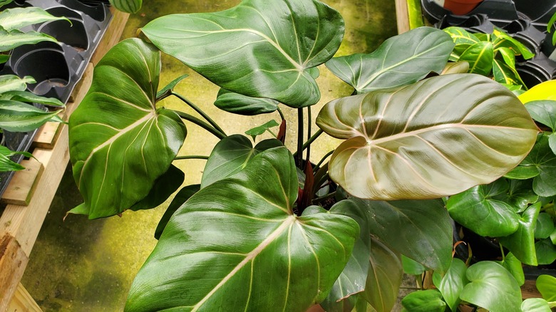 Philodendron summer glory in nursery