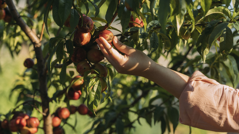 harvesting peaches