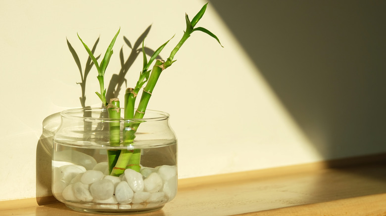lucky bamboo plant in water