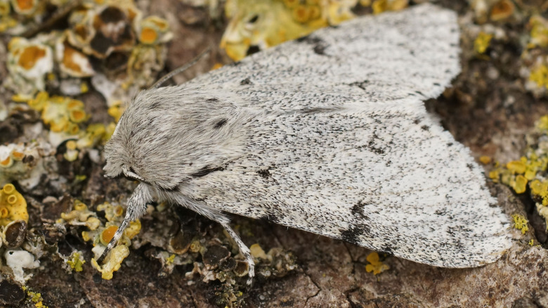 miller moth on branch