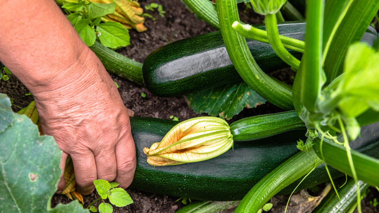 A hand harvesting zucchini