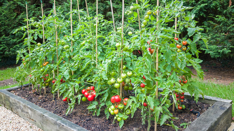Tomatoes in garden bed