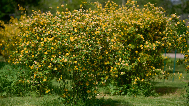 Kerria japonica shrub