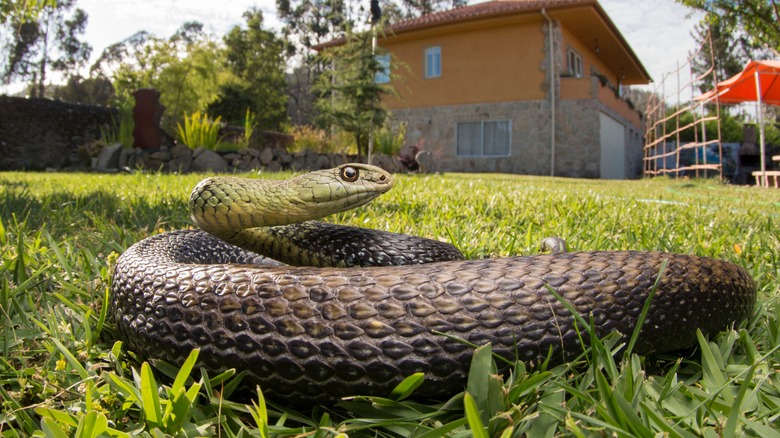 Close-up of a snake in a yard