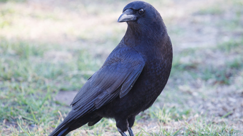 closeup of American crow