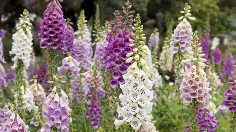 purple, pink, and white foxgloves