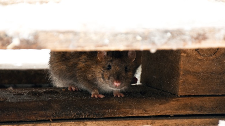Rat peering out from under boards