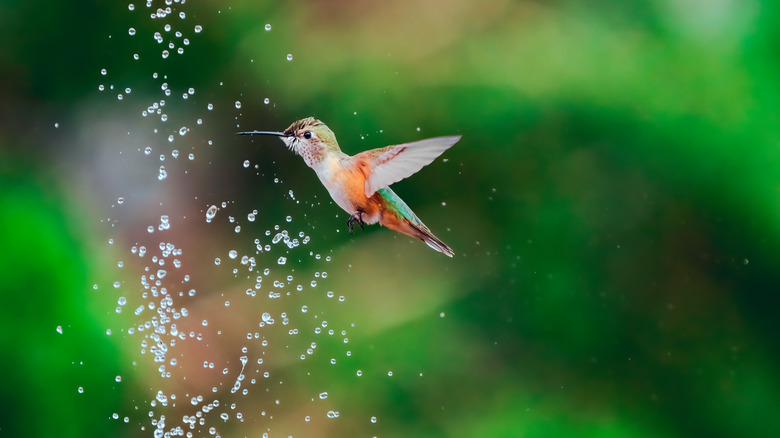 hummingbird flying through water stream