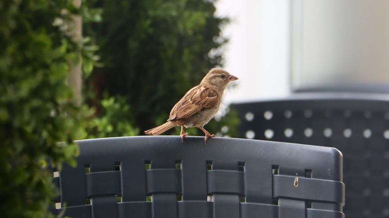 bird perched on top chair