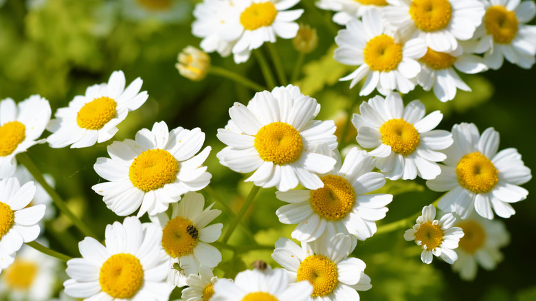 White and yellow feverfew flowers