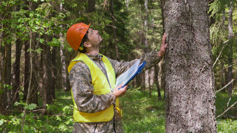 Tree specialist examining tree