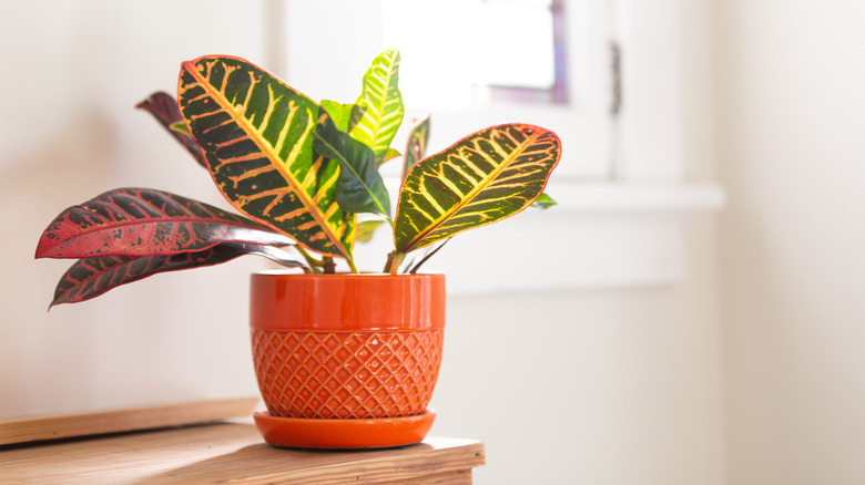 Green yellow and red croton plant in pot