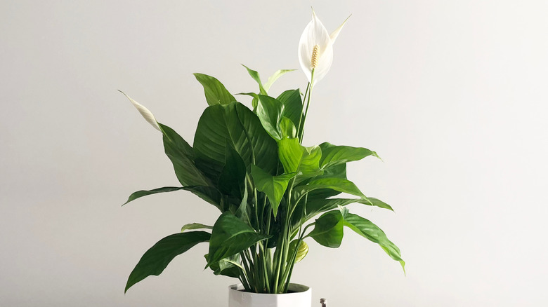 Thriving peace lily with two white flowers blooming