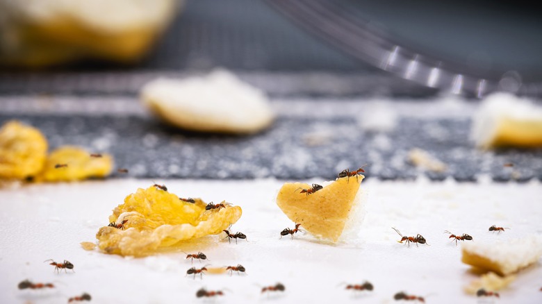 ants on bread crumbs