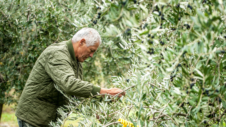 man harvesting olives from tree 